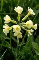 Primula elatior, wild, primula, snow, blossom, primula, beautiful, switzerland, alpine, flower, translucent, flower, outdoors, wildflower, oxlip, reproduction, botany, plant, pale, walenstadt, flumserberg, pasture, walenstadt, elatior, nature, delicate, mountains, growth, green, oxlip, bloom, spring, alps, flora, field, meadow, life