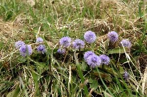 Globularia sp., globularia, alpine, switzerland, mauve, grass, purple, sphere, berg, alps, walenstadt, globe, flower, round, mountains, summer, europe, daisy, incanescens, lilac, pasture, meadow, native, flora