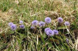 Globularia sp., flower, alpine, incanescens, purple, grass, lilac, sphere, globularia, alps, walenstadt, globe, mauve, round, mountains, summer, europe, daisy, berg, switzerland, pasture, meadow, native, flora