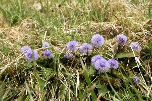 Globularia sp., flower, alpine, incanescens, purple, grass, lilac, sphere, globularia, alps, walenstadt, globe, mauve, round, mountains, summer, europe, daisy, berg, switzerland, pasture, meadow, native, flora