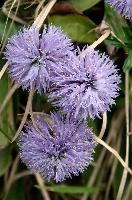 Globularia sp., globularia, alpine, switzerland, mauve, grass, purple, sphere, berg, alps, walenstadt, globe, flower, round, mountains, summer, europe, daisy, incanescens, lilac, pasture, meadow, native, flora