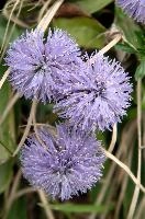 Globularia sp., globularia, alpine, switzerland, mauve, grass, purple, sphere, berg, alps, walenstadt, globe, flower, round, mountains, summer, europe, daisy, incanescens, lilac, pasture, meadow, native, flora