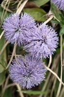 Globularia sp., globularia, alpine, switzerland, mauve, grass, purple, sphere, berg, alps, walenstadt, globe, flower, round, mountains, summer, europe, daisy, incanescens, lilac, pasture, meadow, native, flora