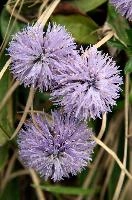 Globularia sp., flower, alpine, incanescens, purple, grass, mauve, sphere, globularia, alps, walenstadt, globe, lilac, round, mountains, summer, europe, daisy, berg, switzerland, pasture, meadow, native, flora