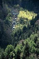 Light, birch, town, switzerland, graubünden, pines, foliage, graubuenden, rhine, schweiz, alpine, trees, valley, woods, slope, swiss, mountains, light, spring, sunlight, forest