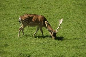 Fallow deer buck on Walenstadtberg, Switzerland, antlers, grazing, mammal, deer, fallow, swiss, switzerland