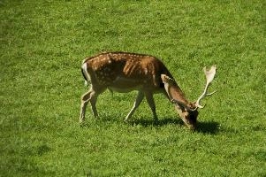 Fallow deer buck on Walenstadtberg, Switzerland, antlers, grazing, mammal, deer, fallow, swiss, switzerland