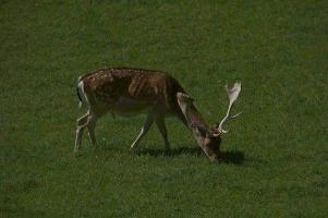 Fallow deer in meadow on Walenstadtberg, null