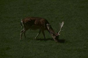 Fallow deer in meadow on Walenstadtberg, null