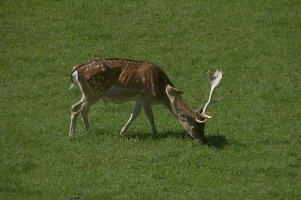 Fallow deer in meadow on Walenstadtberg, null
