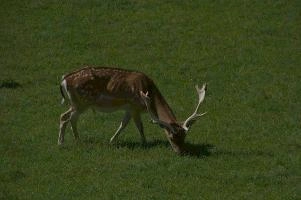 Fallow deer in meadow on Walenstadtberg, null