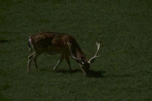 Fallow deer in meadow on Walenstadtberg, null