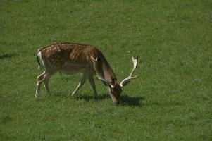 Fallow deer in meadow on Walenstadtberg, null