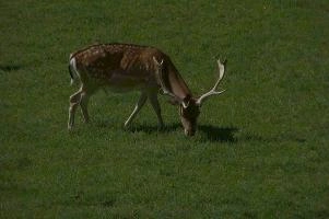Fallow deer in meadow on Walenstadtberg, null