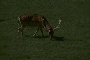Fallow deer in meadow on Walenstadtberg, null