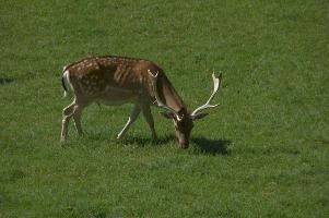 Fallow deer in meadow on Walenstadtberg, null