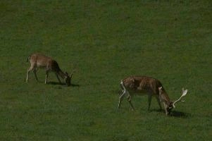 Fallow deer in meadow on Walenstadtberg, null