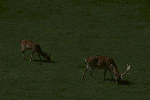 Fallow deer in meadow on Walenstadtberg, null