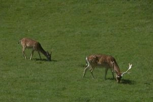 Fallow deer in meadow on Walenstadtberg, null