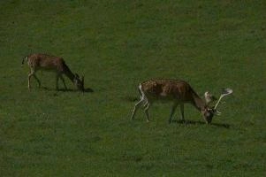 Fallow deer in meadow on Walenstadtberg, null