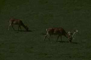 Fallow deer in meadow on Walenstadtberg, null