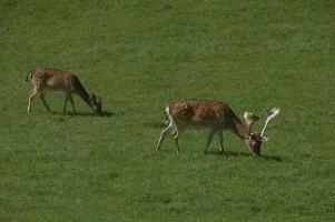 Fallow deer in meadow on Walenstadtberg, null