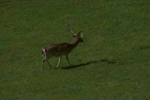 Fallow deer in meadow on Walenstadtberg, null