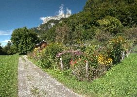 Flowers on Walenstadtberg, null