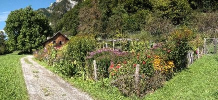 Flowers on Walenstadtberg, null