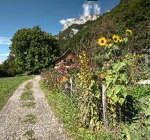 Flower on Walenstadtberg, null