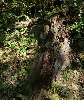 Decaying Wood on Forest Floor, null