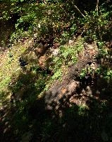 Decaying Wood on Forest Floor, null