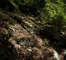 Forest Floor, alps, floor, woods, walenstadt, leaves, alpine, swiss, outdoors, switzerland, fallen, mountains, leaf-litter, scenery, nature, forest, berschis, rocks, humus