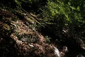 Forest Floor, alps, floor, woods, walenstadt, leaves, alpine, swiss, outdoors, switzerland, fallen, mountains, leaf-litter, scenery, nature, forest, berschis, rocks, humus