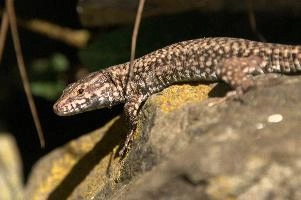 Podarcis muralis, null