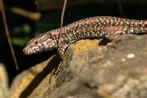 Podarcis muralis, null