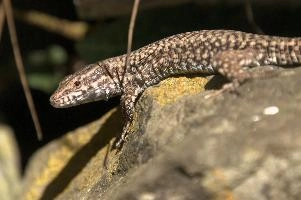 Podarcis muralis, null