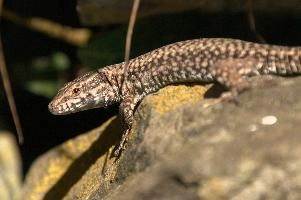 Podarcis muralis, null