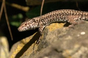 Podarcis muralis, null