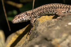 Podarcis muralis, null