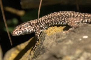 Podarcis muralis, null