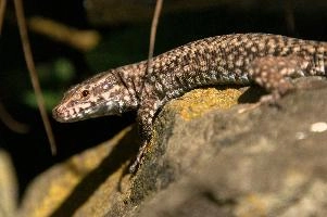 Podarcis muralis, null