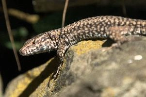 Podarcis muralis, null