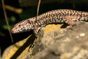 Podarcis muralis, null