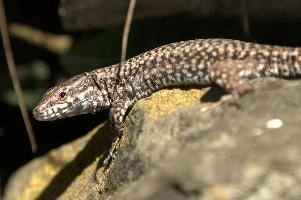 Podarcis muralis, null