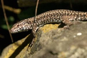 Podarcis muralis, null