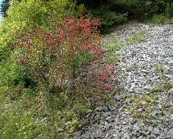 Berries above Berschis, alps, red, plant, bush, gravel, alpine, swiss, fruit, switzerland, mountains, haws, scrub, berries, scree, stones