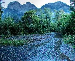 Stream bed on Walenstadtberg, Swiss Alps, river, stream, walenstadtberg, walenstadt, alpine, mountains, trees, alps, forest, swiss, shingle, switzerland, bed, churfirsten