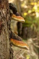 Bracket fungus in the Weisstannen valley, Mels, Switzerland, null