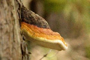 Bracket fungus in the Wesisstannen valley, Mels, Switzerland, null